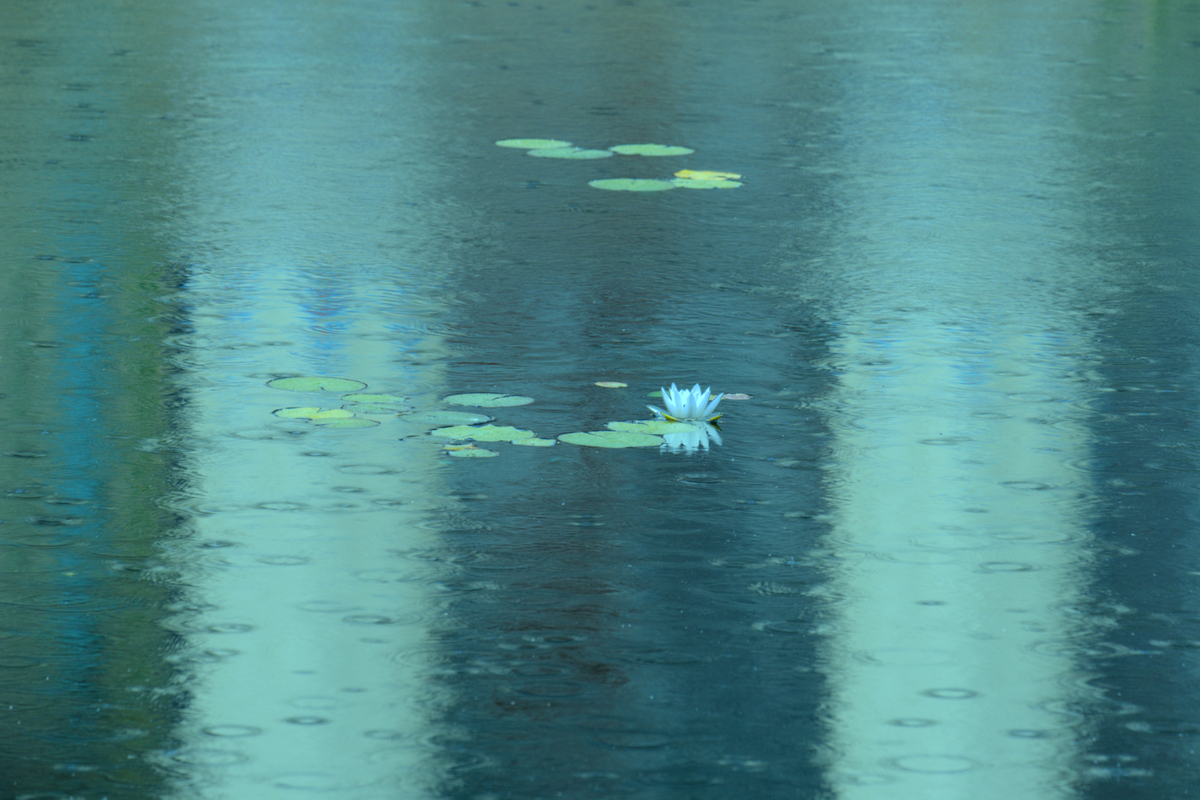 Rainy Day at the Pond - Julie Humphries